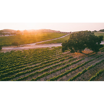 Vineyard Sunset